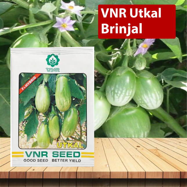 VNR Utkal Brinjal - 10 GM (Pack of 2) - Agriplex