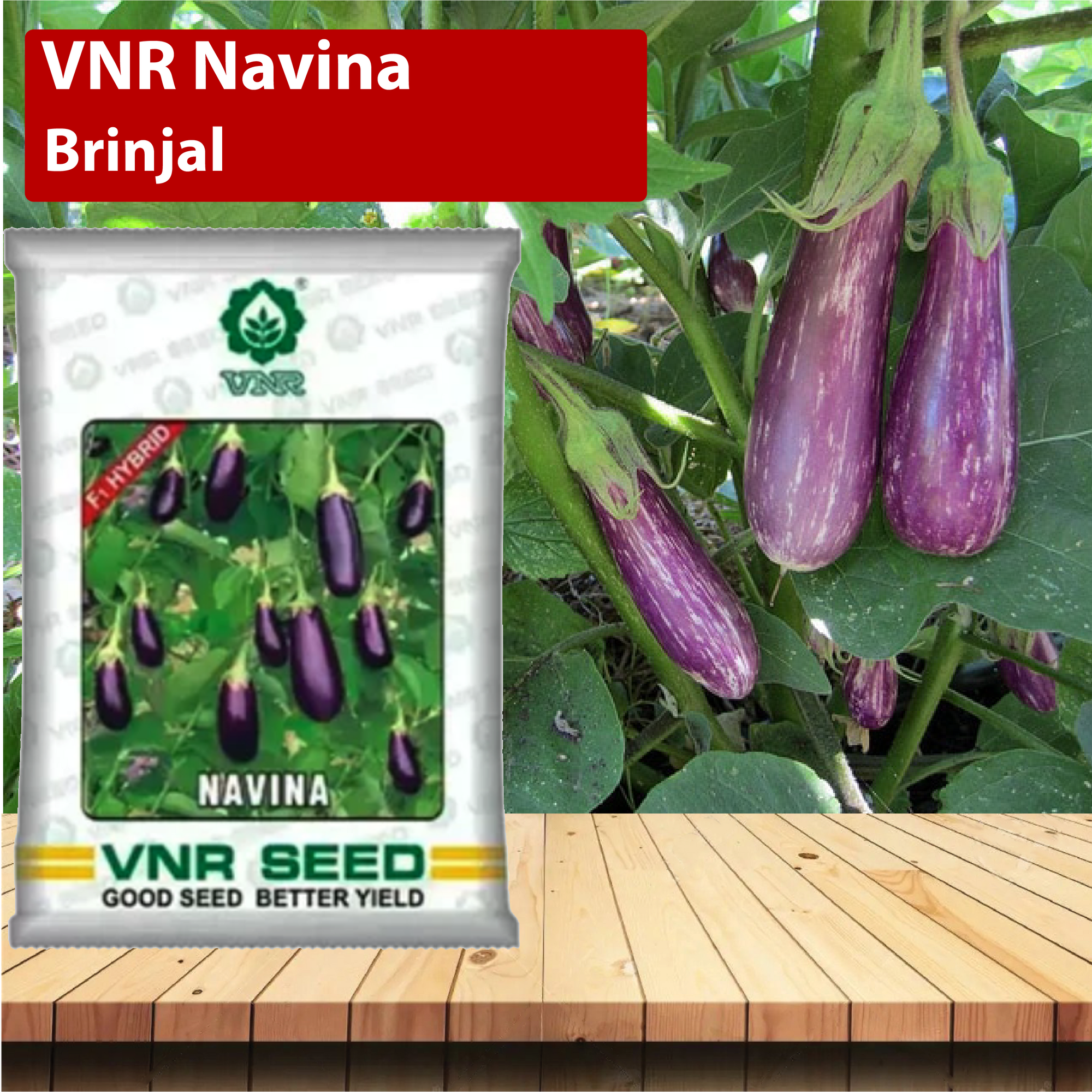 VNR Navina Brinjal - 10 GM (Pack of 2) - Agriplex