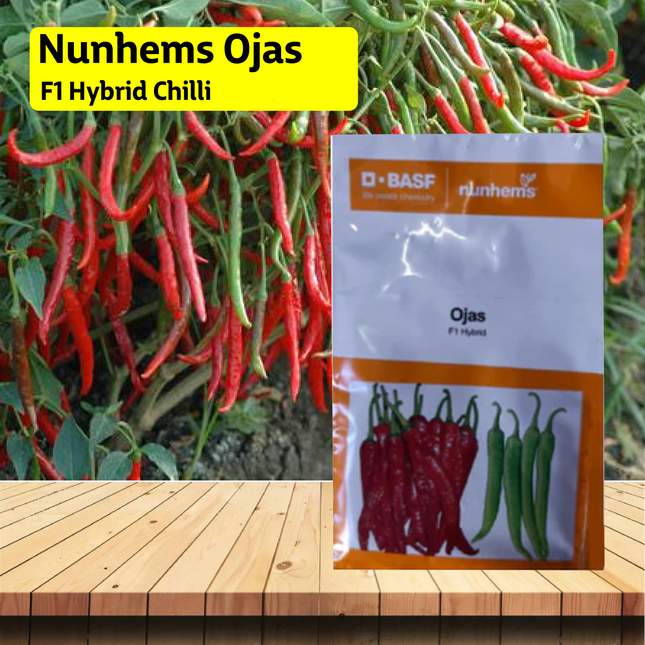 Nunhems Ojas F1 Hybrid Chilli - 1500SEEDS - Agriplex