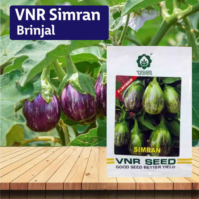 VNR Simran Brinjal - 10 GM - Agriplex