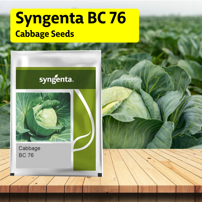 Syngenta BC 76 Cabbage Seeds - Agriplex