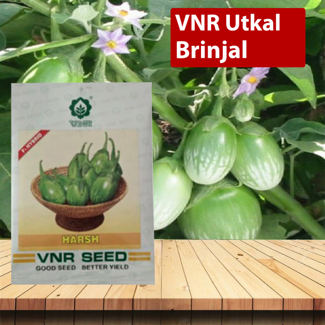 VNR Harsh Brinjal - 10 GM (Pack of 2) - Agriplex