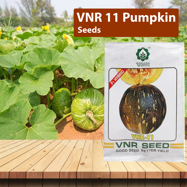 VNR 11 Pumpkin - 50 GM - Agriplex