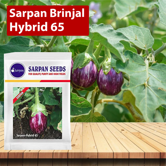 Sarpan Brinjal-65 Seeds - Agriplex
