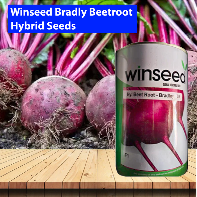 Winseed Bradly Beetroot Hybrid Seeds - Agriplex