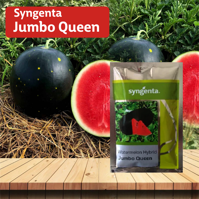 Syngenta Jumbo Queen Watermelon - 1000 SEEDS - Agriplex