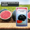 Taki Jaguar Watermelon F1 Seeds - 10 GM - Agriplex