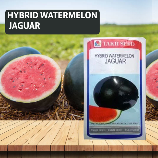 Taki Jaguar Watermelon F1 Seeds - 10 GM - Agriplex