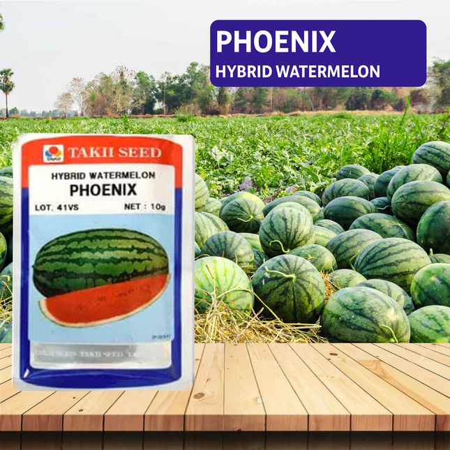 Taki Phoenix F1 Watermelon Seeds - 10 GM - Agriplex