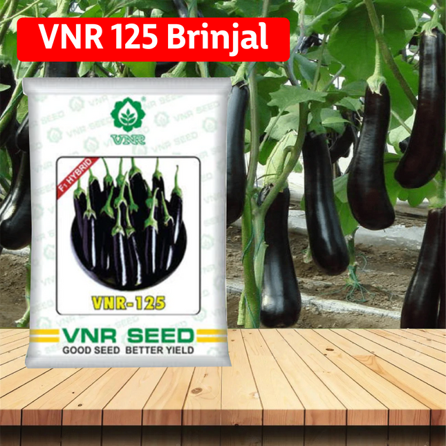 VNR 125 Brinjal - 10 GM (Pack of 2) - Agriplex