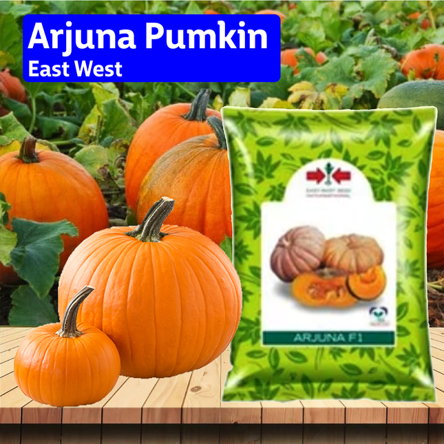 East West Arjuna Pumkin Seeds - 50 GM - Agriplex
