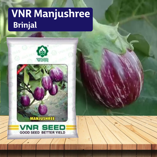 VNR Manjushree Brinjal - 10 GM (Pack of 2) - Agriplex