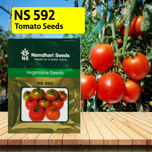 NS 592 Tomato Seeds - Agriplex