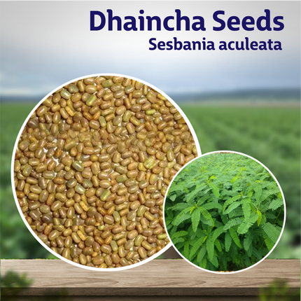 Dhaincha Seeds (Sesbania aculeata) - 25 KG