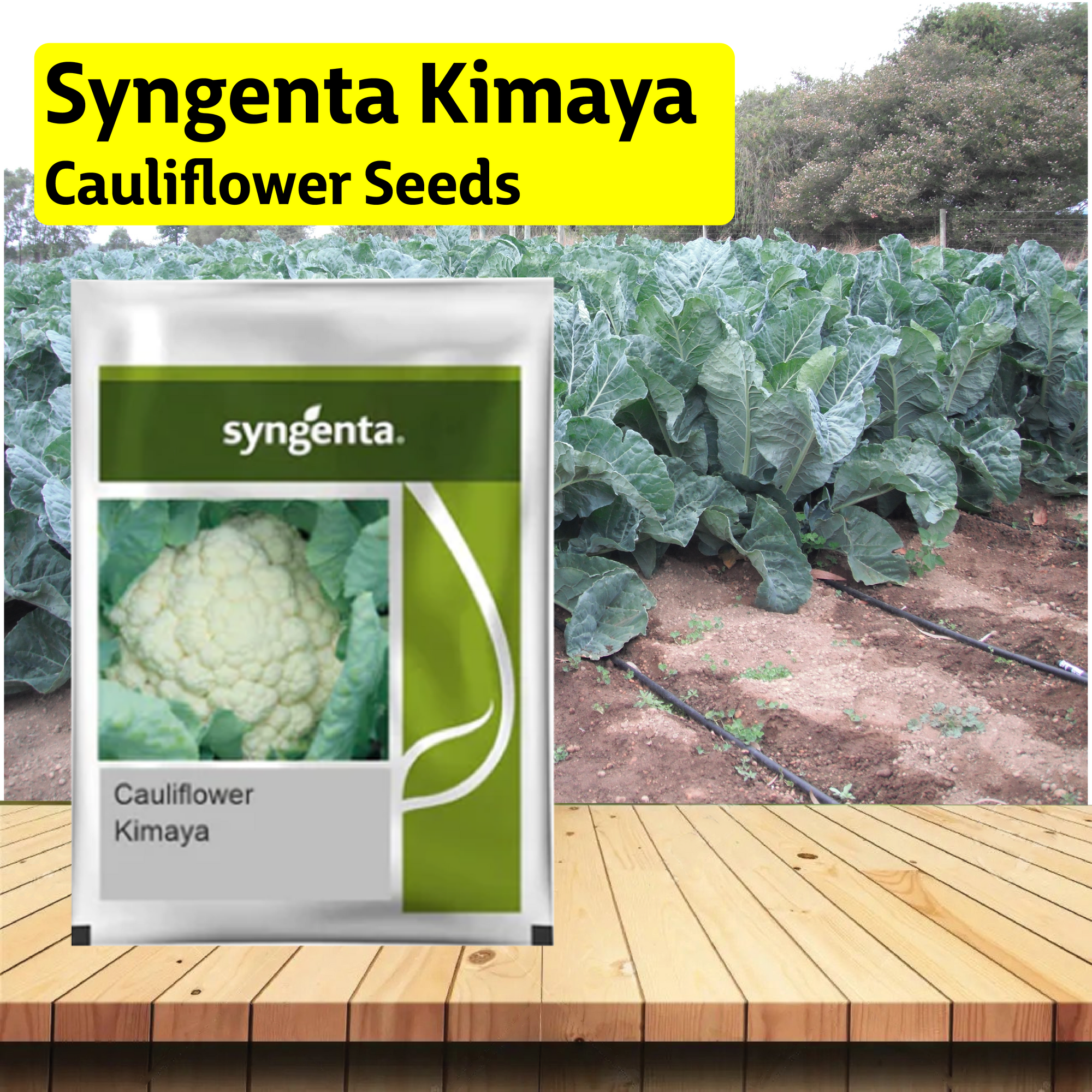 Syngenta Kimaya Cauliflower Seeds - Agriplex
