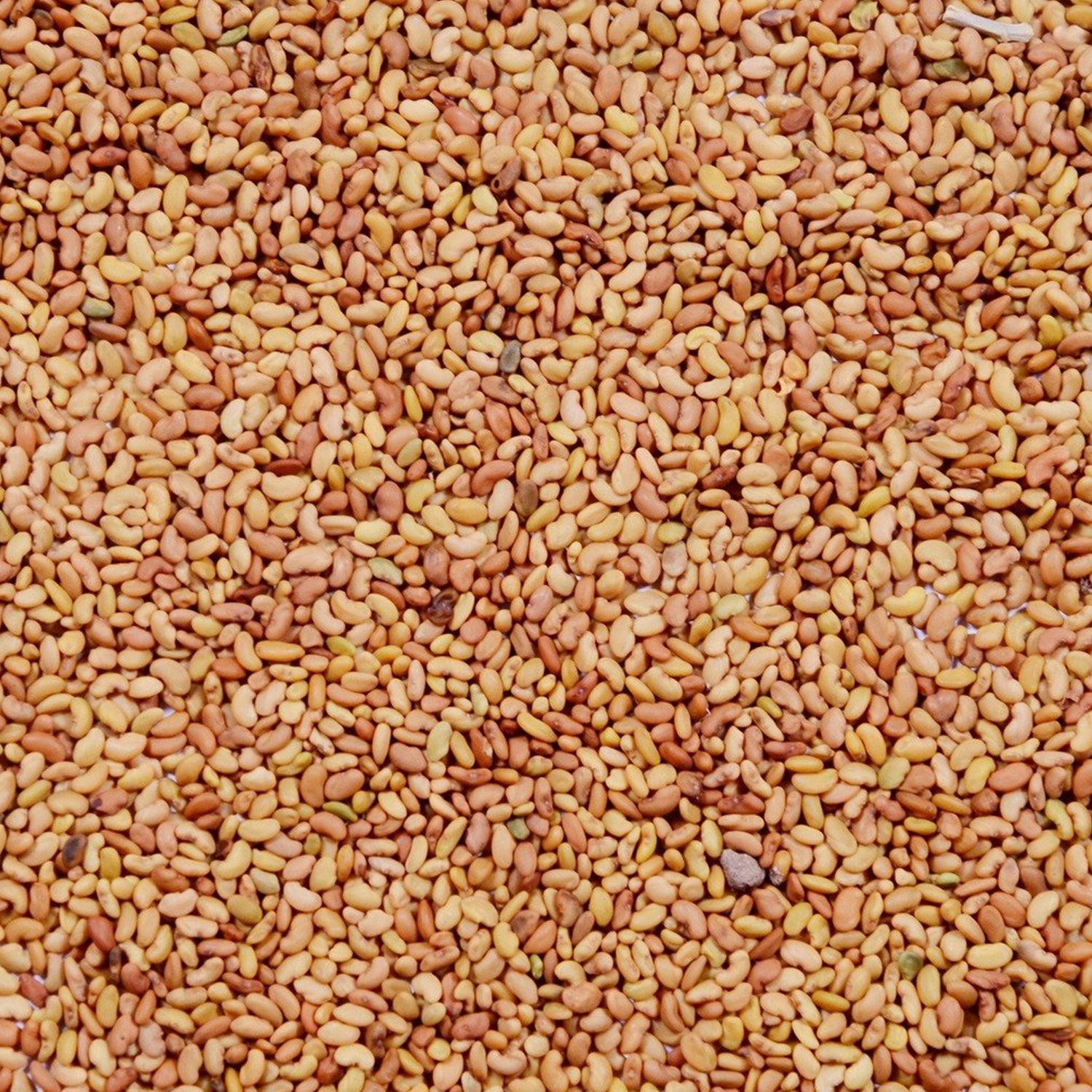Alfa Alfa Lucerne Seeds (Fodder Crop)  - 1 KG - Agriplex