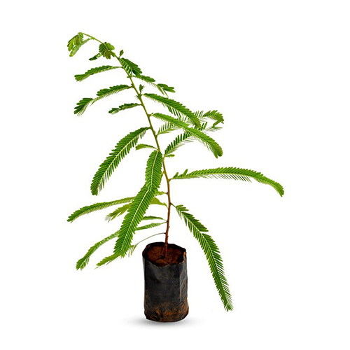 Amla (Emblica officinalis) - ನ್ನಲ್ಲಿ ಕಾಯಿ - Agriplex