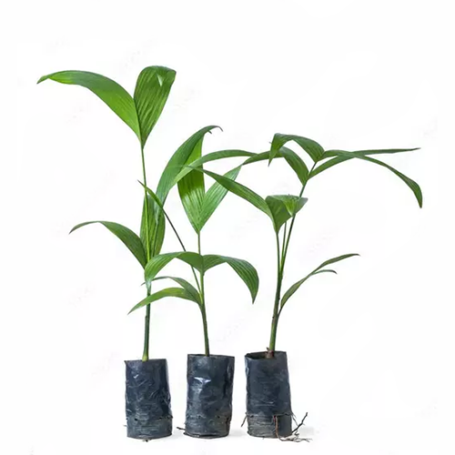 Areca nut (Areca catechu) - ಅಡಿಕೆ - Agriplex