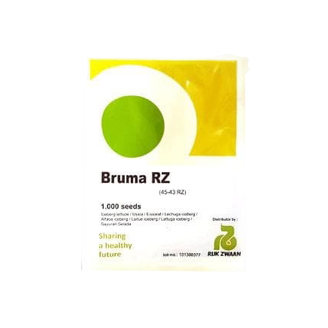 BRUMA RZ (45-43) ICEBERG LETTUCE