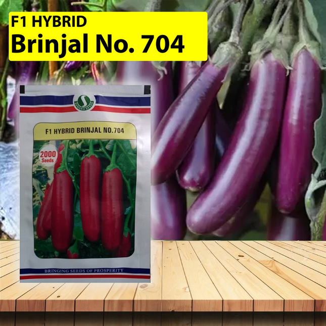 SUNGRO Brinjal No. 704 Seeds - 2000 SEEDS - Agriplex