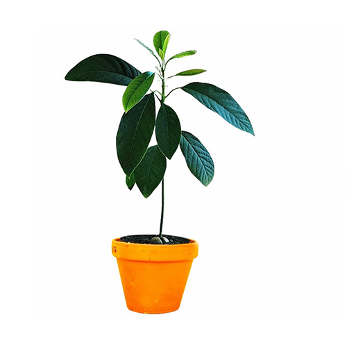 Butter Fruit ( Avocado)- ಬ್ಣ್ಣೆ ಹಣ್ಣೆ - Agriplex