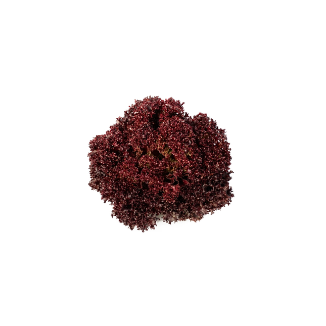 CARMESI RZ Lettuce - 5000 seeds