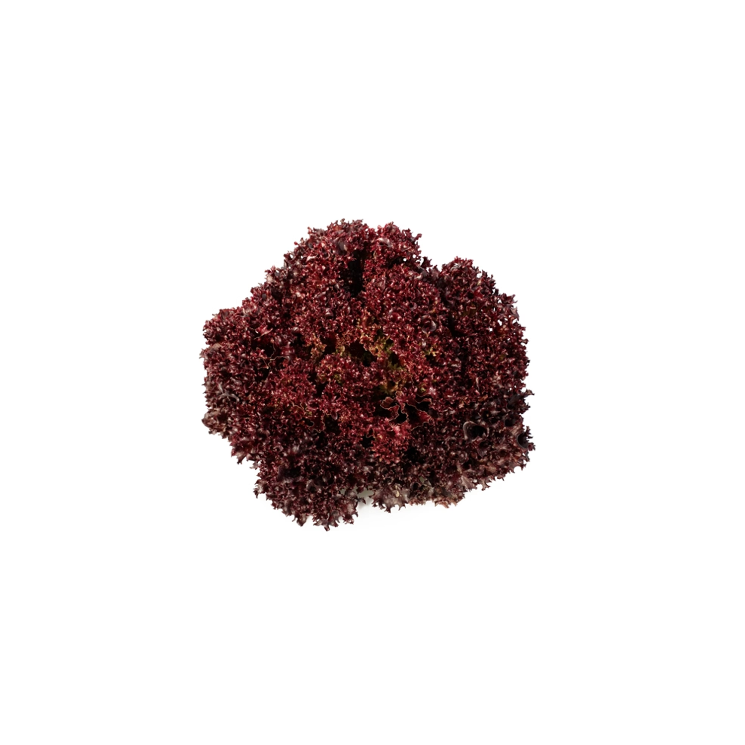 CARMESI RZ Lettuce - 5000 seeds