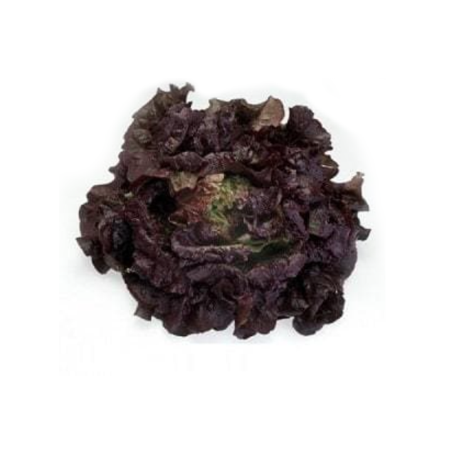 CHEROKEE RZ (81-36) RED BATAVIA LETTUCE