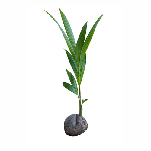Coconut (Cocos nucifera) - ತಾಂಗು - Agriplex