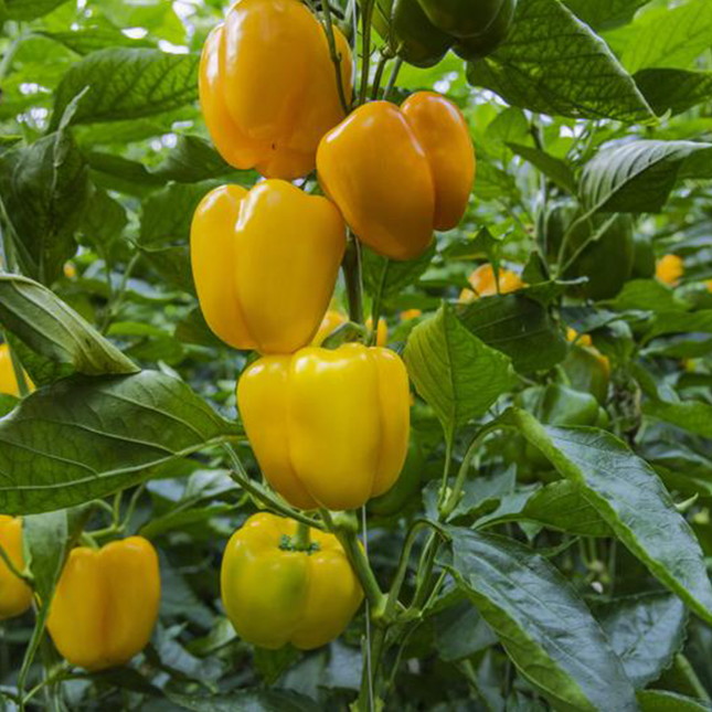 DUBSTEP RZ F1 Bell peppers - 1000 Seeds