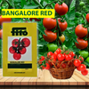 FITO Bangalore Red Seeds - Agriplex