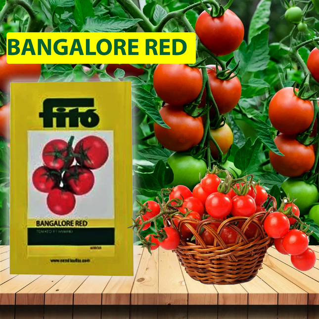 FITO Bangalore Red Seeds - Agriplex