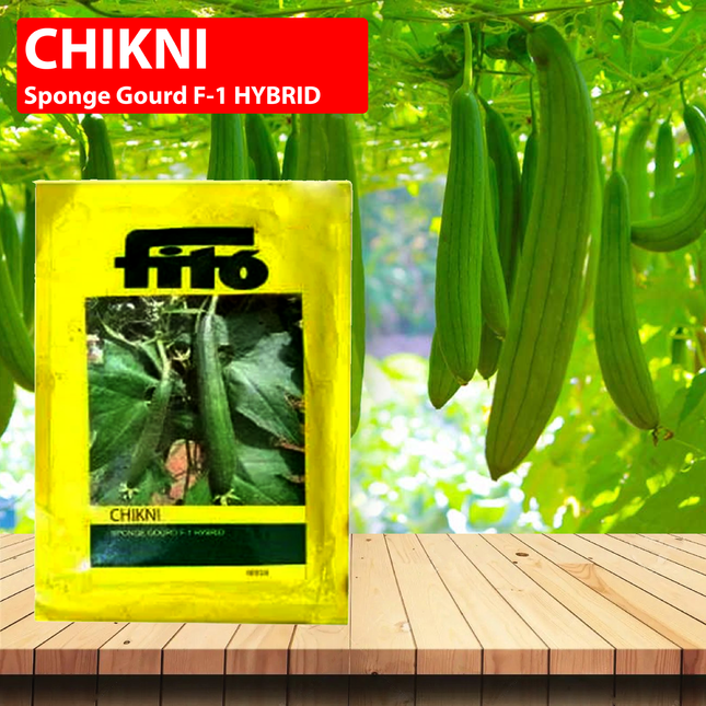 FITO Chikni Sponge Gourd Seeds - Agriplex