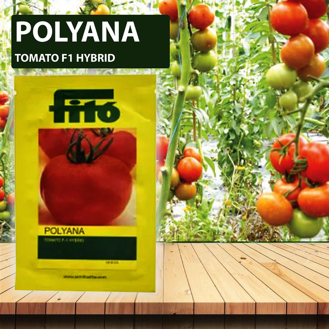 FITO Polyana Tomato Seeds - Agriplex