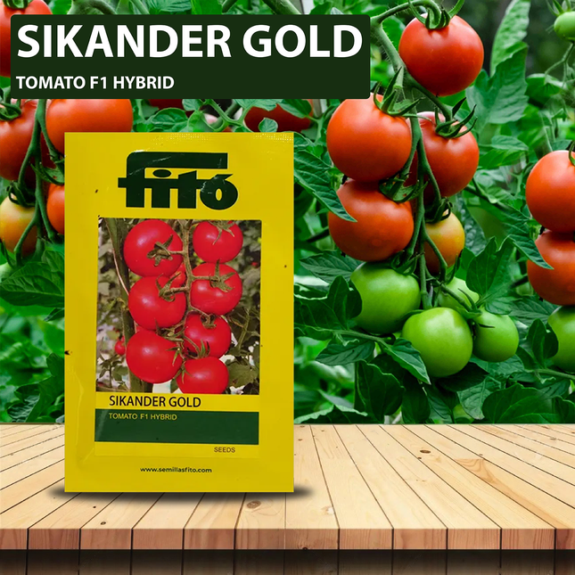 FITO Sikinder Tomato Seeds - Agriplex