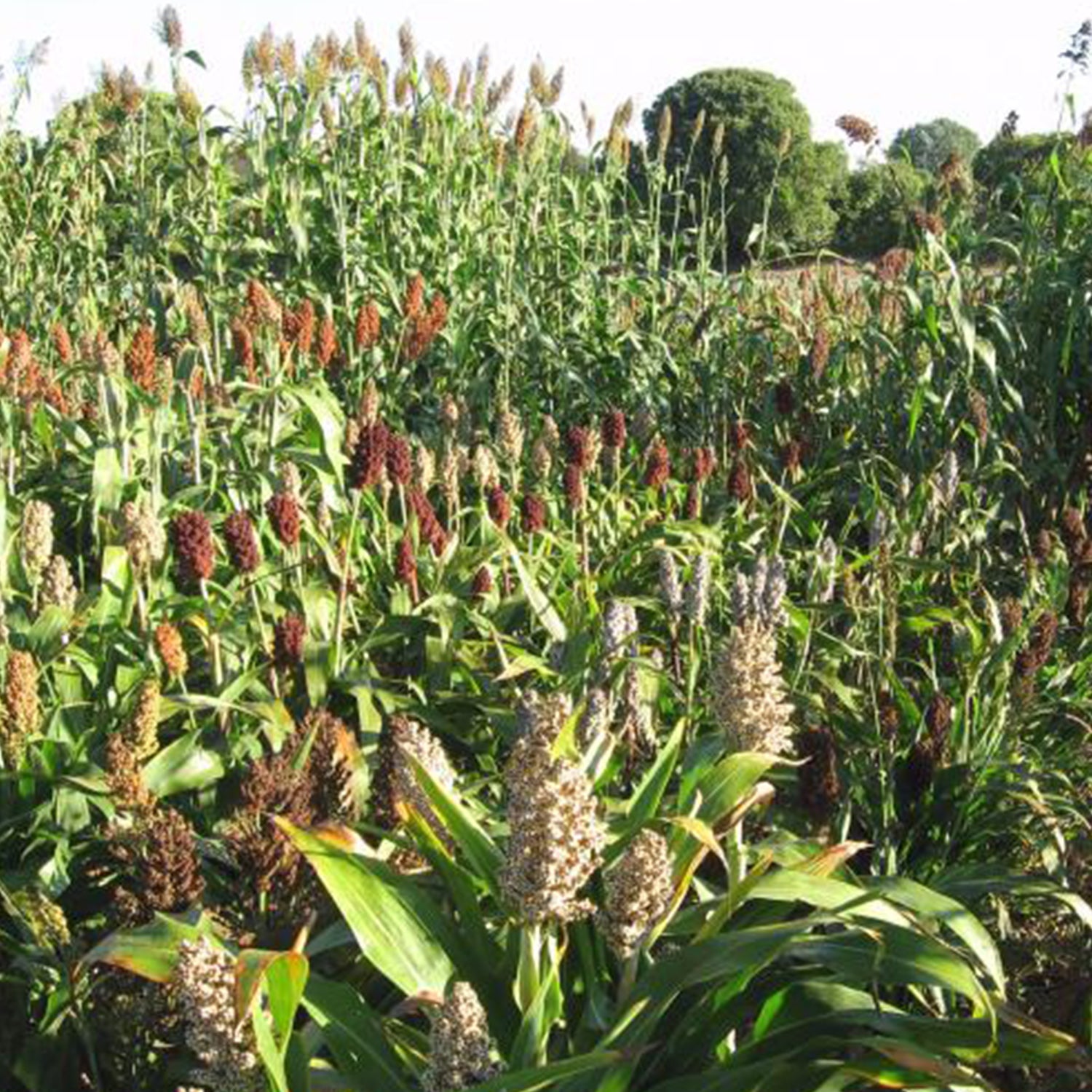 Fodder Sorghum (CoFS – 31)  - 1 KG - Agriplex