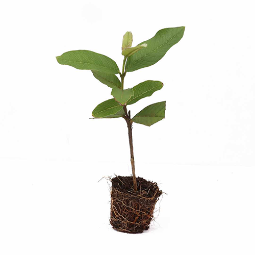 Gauva (Psidium guajava) - ಸೀಬ್ಹಣ್ಣೆ - Agriplex