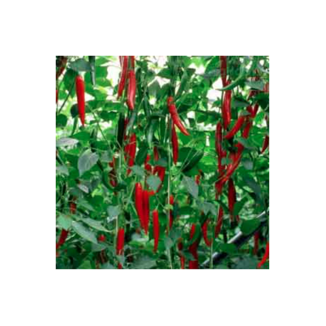 HABIB RZ F1 CHILLI SEEDS