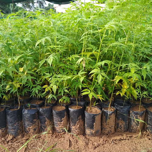 Hebbevu (Melia dubia) - ಹೆಬ್ಬ ೀವು - Agriplex