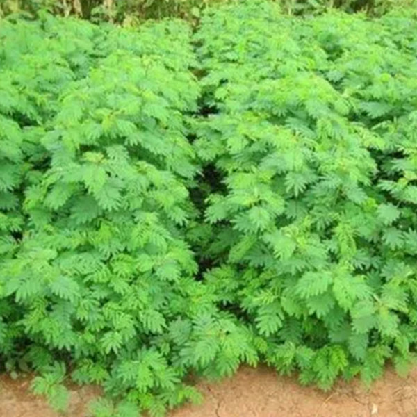 Hedge Lucerne Seeds (Fodder Crop)Â - 1 KG