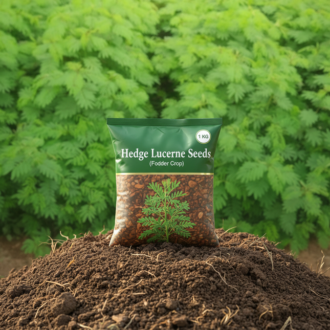 Hedge Lucerne Seeds (Fodder Crop)Â - 1 KG