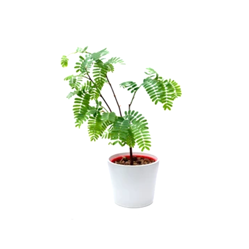Hunase (Tamarindusindica) - ಹುಣಸೆ ಮರ - Agriplex