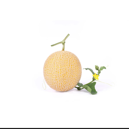 INTHANON RZ F1 Muskmelon - 1000 seeds