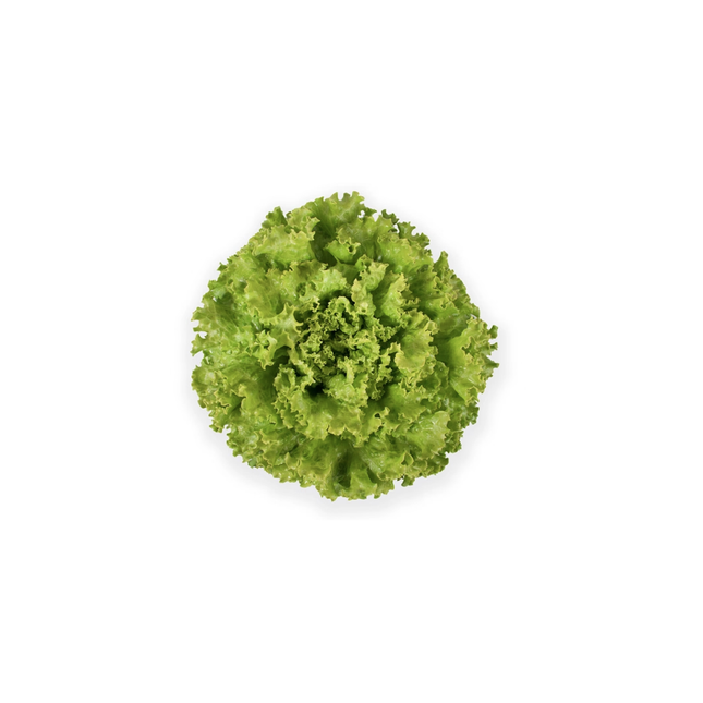 JONCTION RZ Lettuce - 5000 seeds