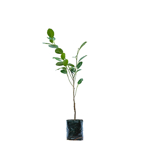 Jack fruit(Artocarpus heterophyllus) - ಹಲಸನ ಹಣ್ಣೆ - Agriplex