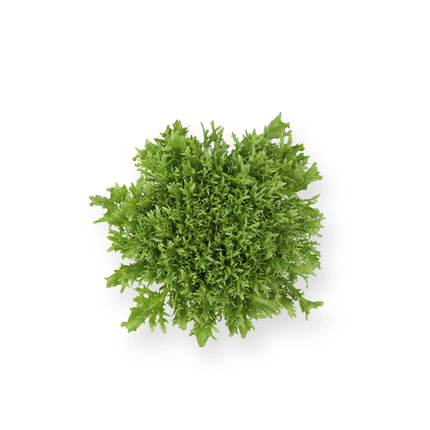 KORBI RZ Endive - 5000 seeds