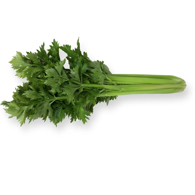 KYLIAN RZ Celery - 1000 seeds