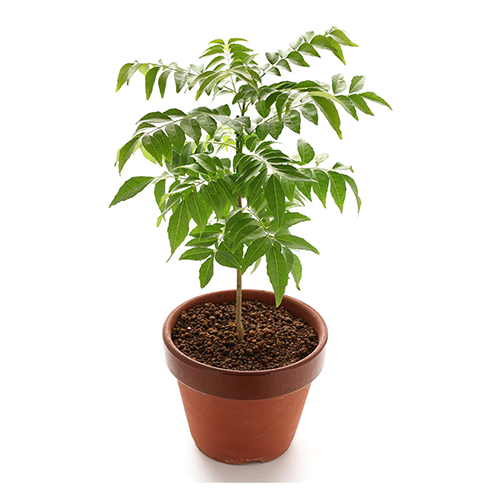 Karimatthi (Terminalia tomentosa) - ಕ್ರಿಮತ್ತತ - Agriplex