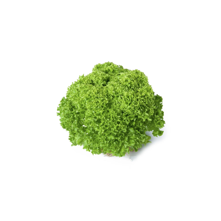 LUGANO RZ Lettuce - 5000 seeds