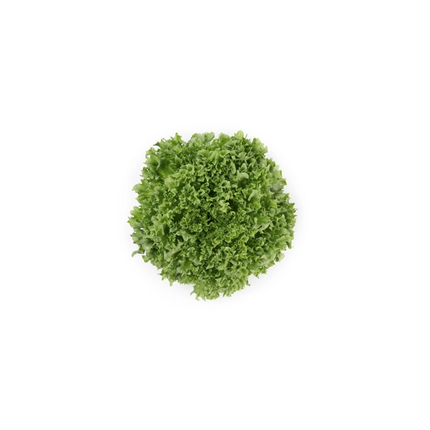 LALIQUE RZ Lettuce - 5000 seeds
